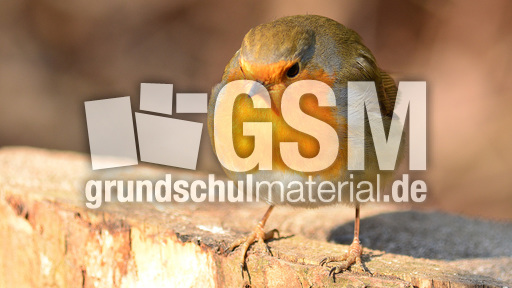 Rotkehlchen (22).jpg